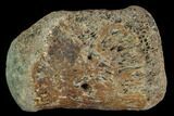 Hadrosaur Finger Bone - Alberta (Disposition #-) #95167-1